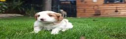 Kruising honden te koop: mooie Cava/Malti-Poo pups  in Boxtel - Advertentie 7