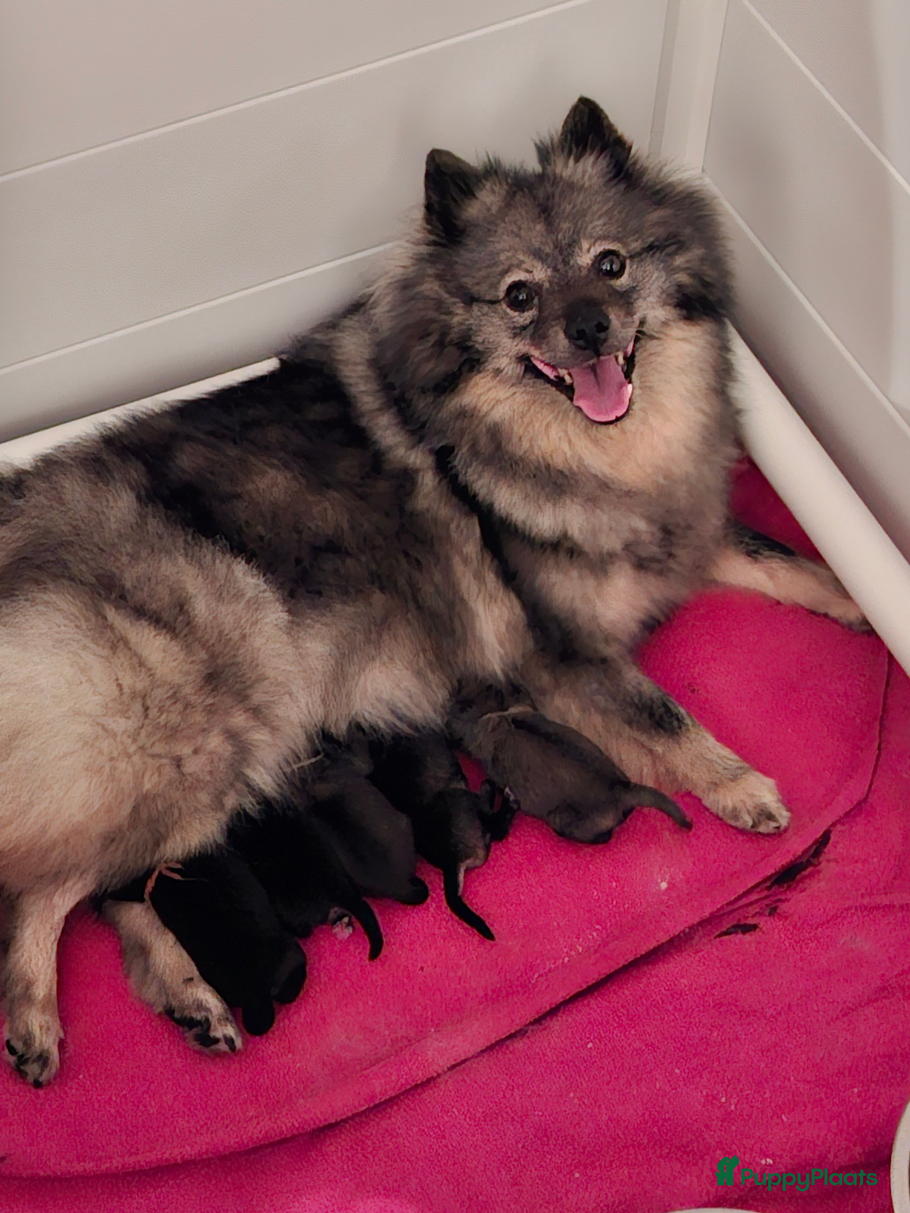 Keeshond honden Mittelspitz puppy's - Advertentie 2