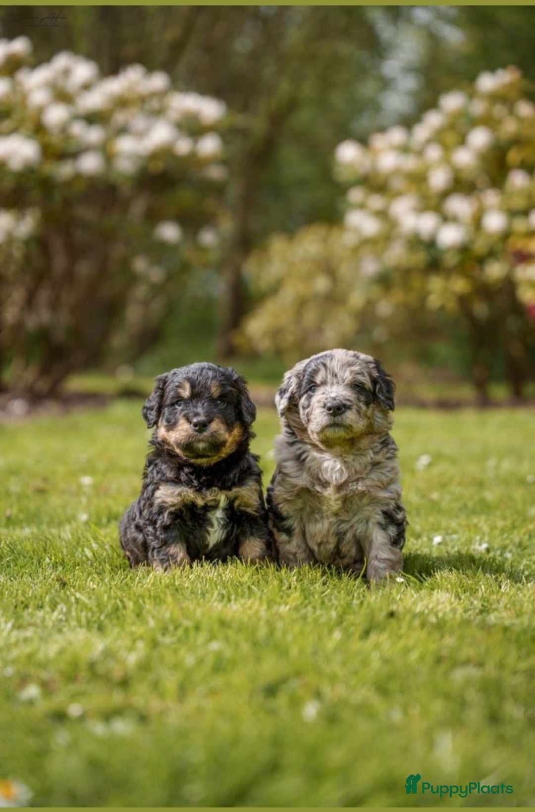 Kruising honden Aankondiging Australian Bernedoodle puppy's  - Advertentie 2
