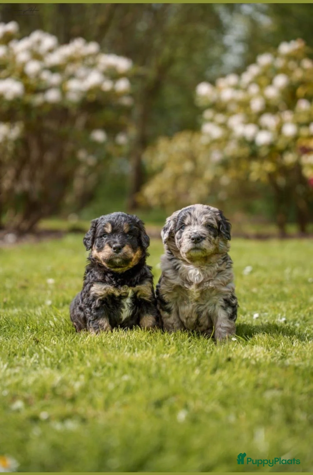 Kruising honden te koop: Aankondiging Australian Bernedoodle puppy's  - Advertentie 2