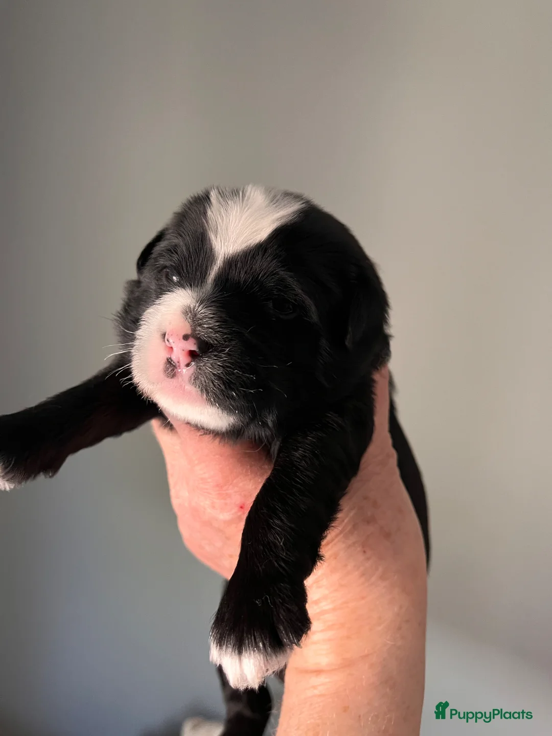 Tibetaanse Terriër honden te koop: Warm en liefdevol mandje gezocht  - Advertentie 7