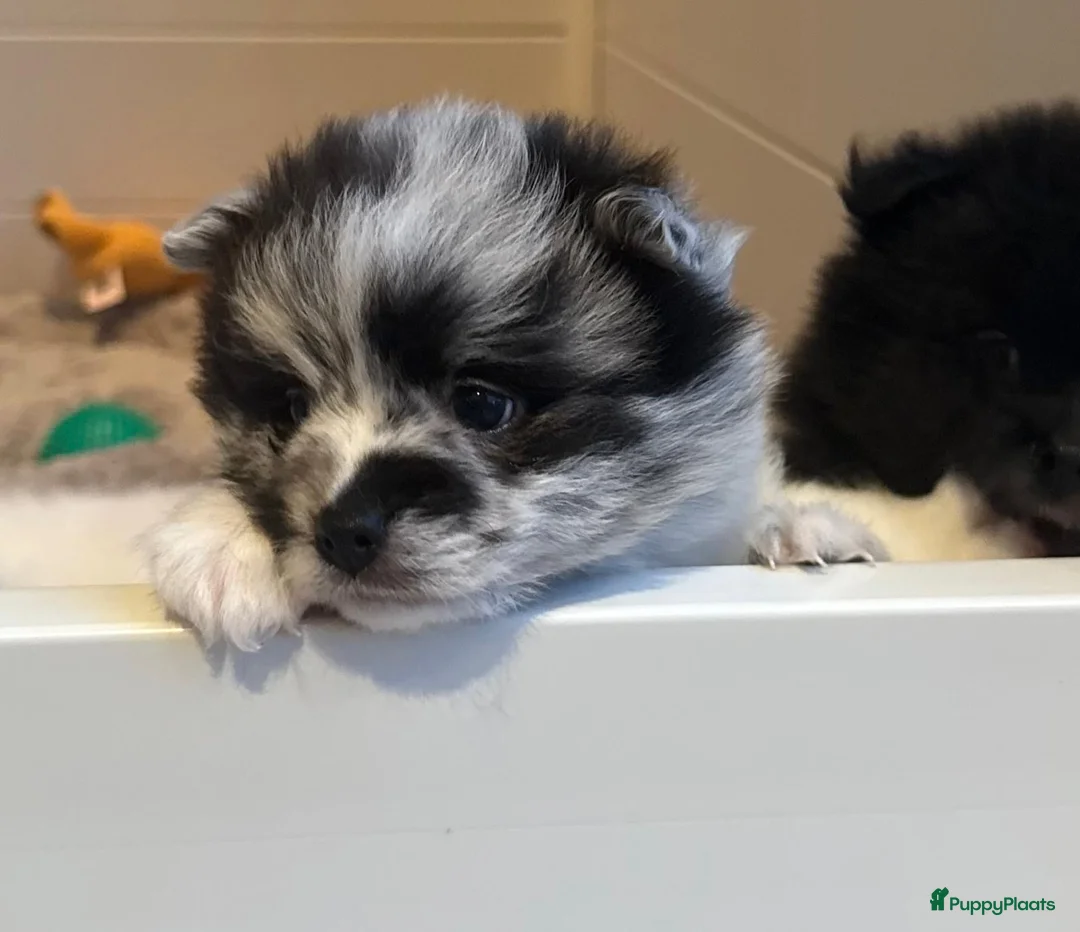 Kruising honden te koop: Teddy dog mini Chow Chow  - Advertentie 18