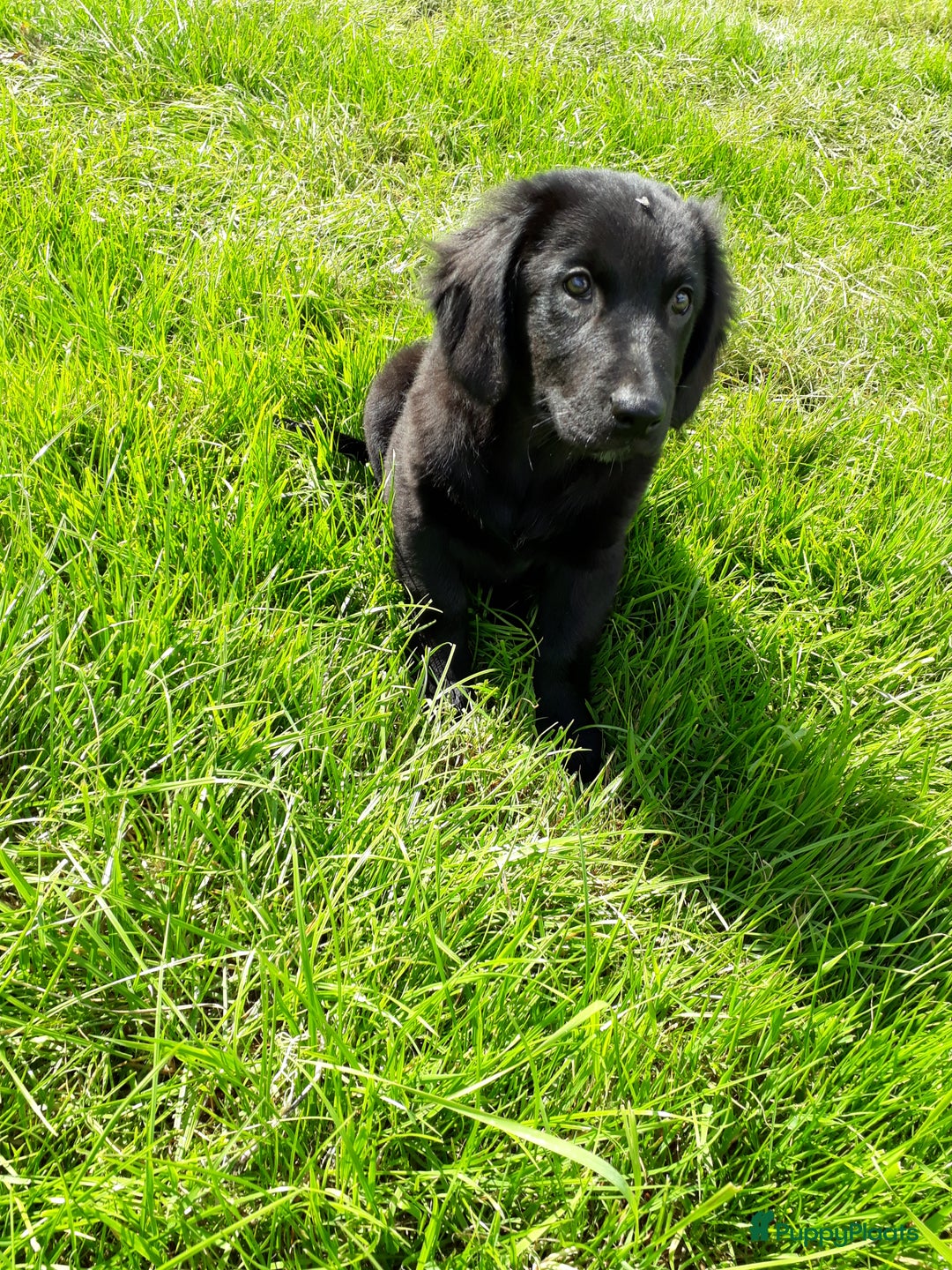 Kruising honden te koop: Kruising reutjes: Border Collie X Friese Stabij - Afbeelding 5