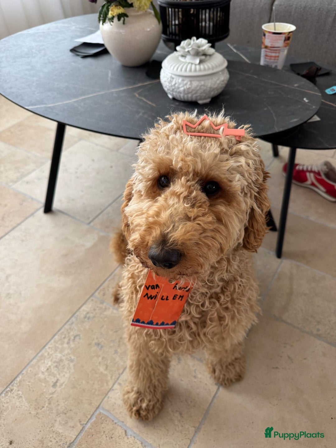 Australian Labradoodle honden te koop: Labradoodle medium ( Australian ) - Advertentie 29