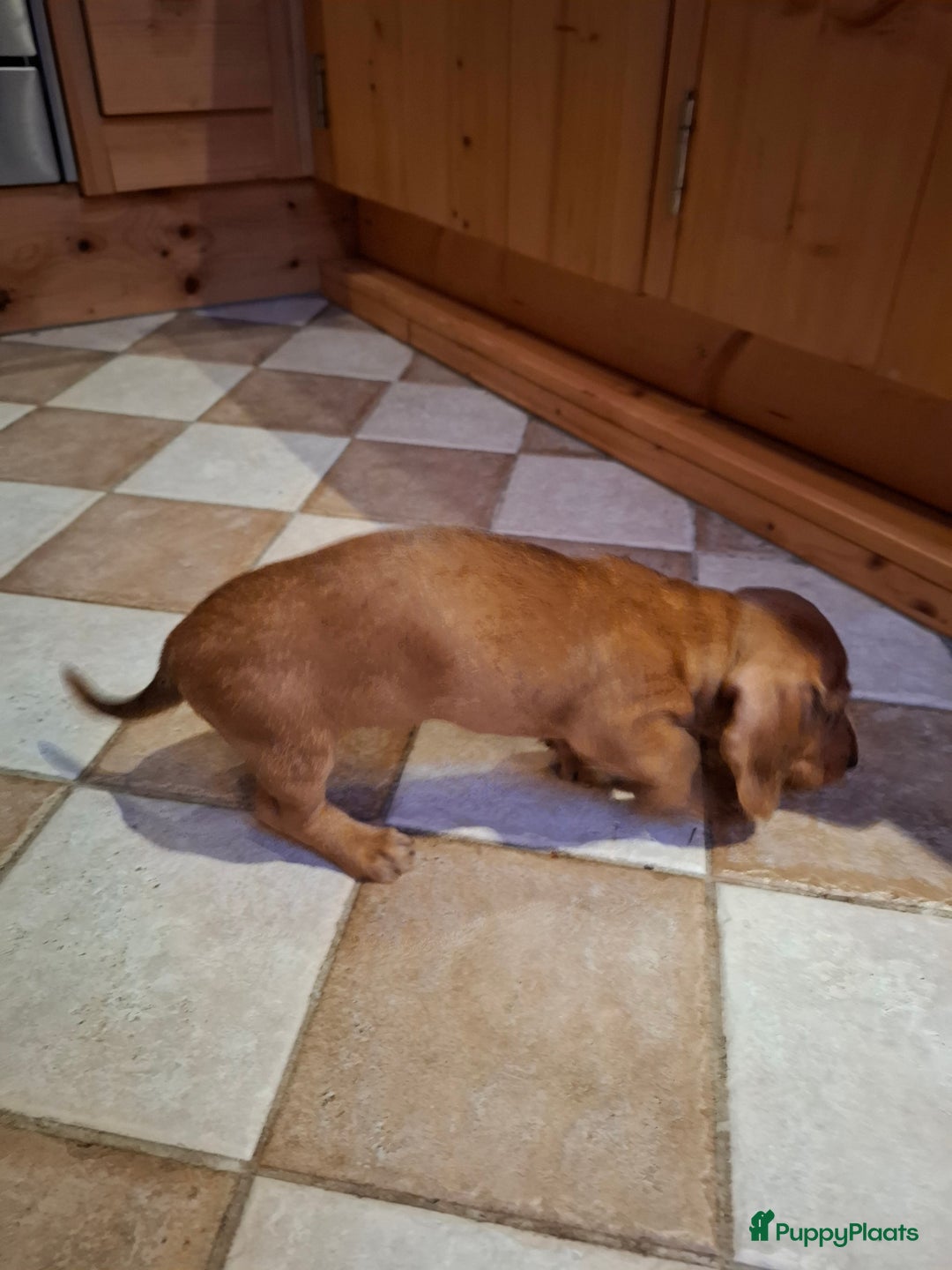 Ruwhaar Teckel honden te koop: Choco bruin teefje - Advertentie 7