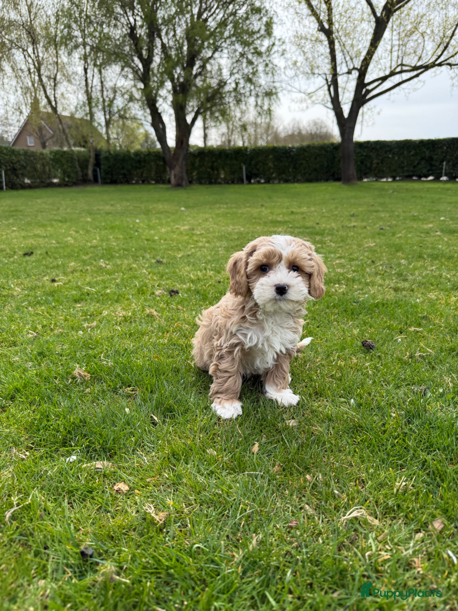 Maltipoo honden Maltipoo (Toy Poedel x Maltezer) pups - Advertentie 3