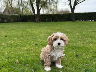 Maltipoo honden Maltipoo (Toy Poedel x Maltezer) pups - Advertentie 3