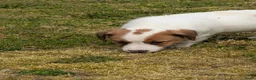 Jack Russel Terriër honden te koop: Lieve Jack Russell pups met stamboom  - Advertentie 16