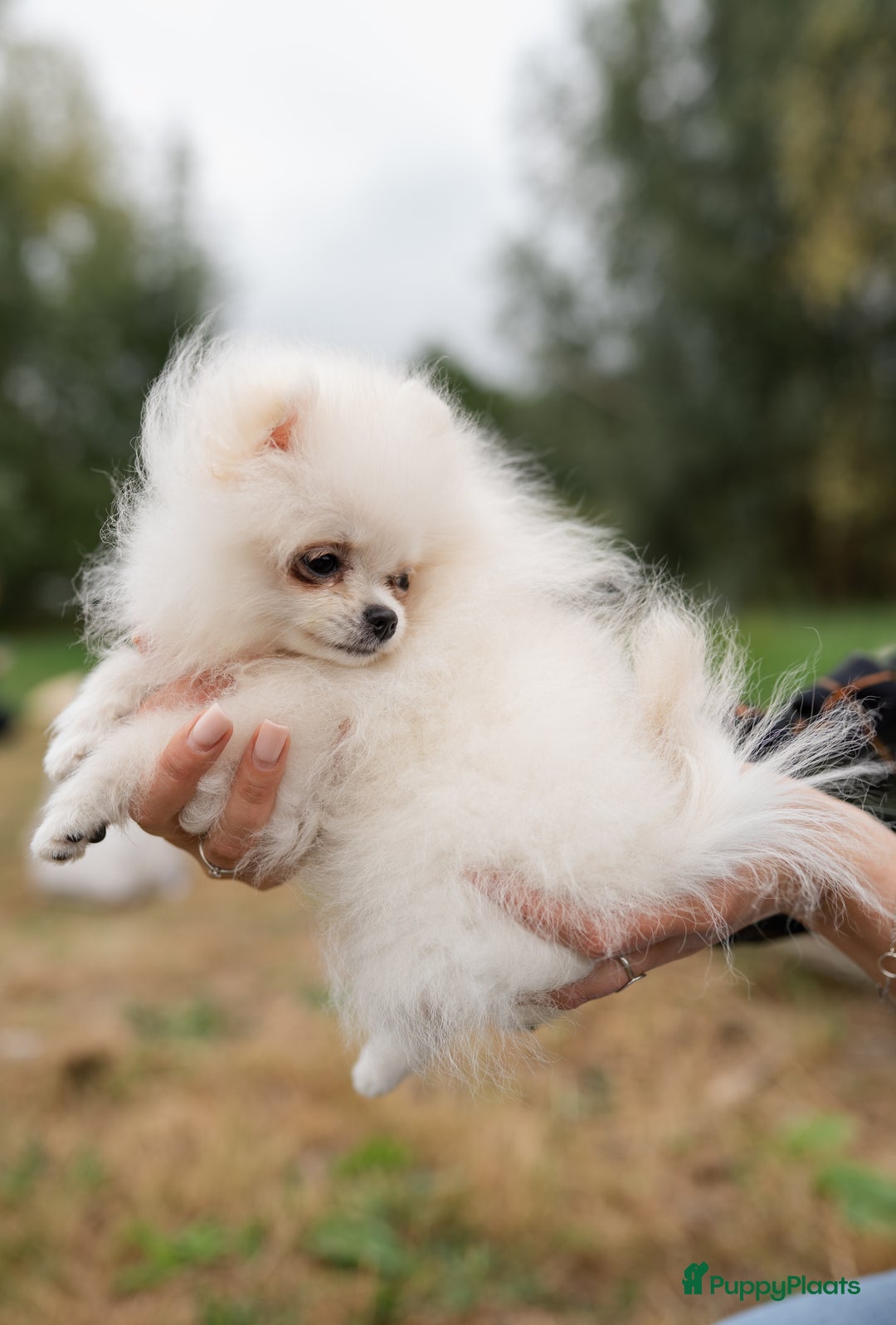 Pomeriaan honden te koop: Pomeranian Mila❤️ - Advertentie 10
