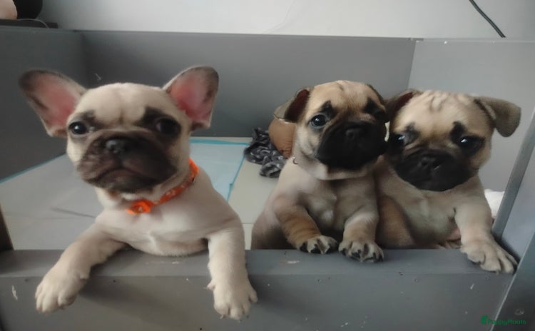 Franse Bulldog honden - Advertentie 2