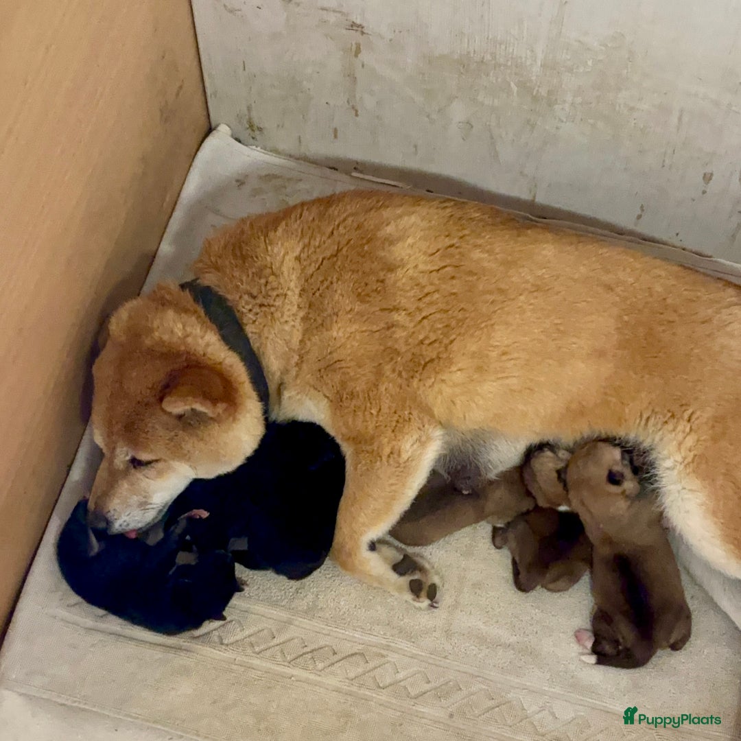 Shiba honden te koop: Shiba inu in Genk - Afbeelding 31