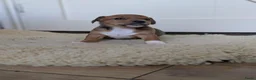 Jack Russel Terriër honden te koop: Nog 1 uniek gekleurd teefje - Advertentie 4