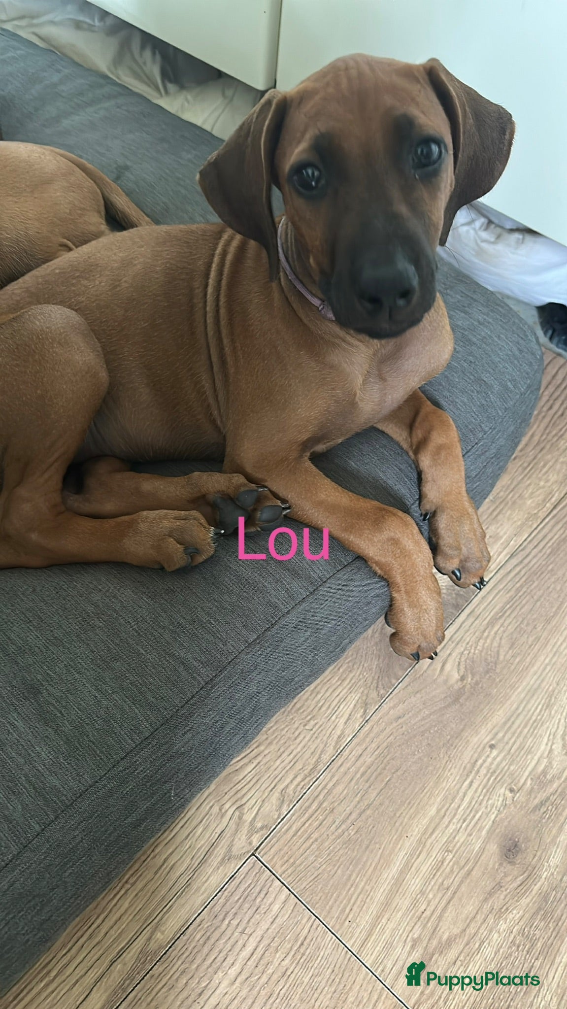 Rhodesian Ridgeback honden 10 prachtige Rhodesian Ridgeback pups te koop - Advertentie 2