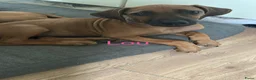 Rhodesian Ridgeback honden te koop: 10 prachtige Rhodesian Ridgeback pups te koop - Advertentie 4