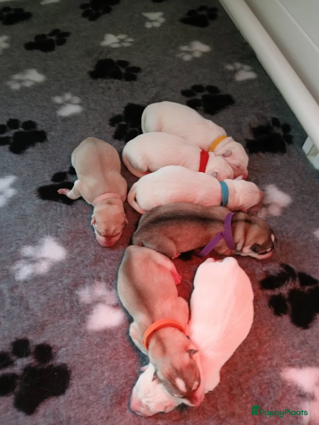 Kruising honden te koop: Shepsky pups in Veenendaal - Advertentie 1