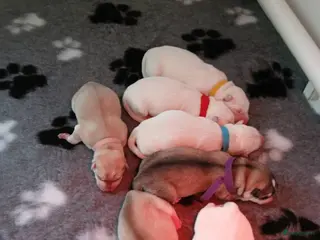 Kruising honden Shepsky pups - Advertentie 2