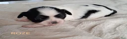 Kruising honden te koop: Mooie Boomer pups - Advertentie 8