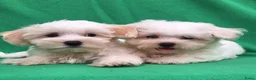 Maltezer honden te koop: Lieve Maltezer Pups 💕 - Advertentie 11