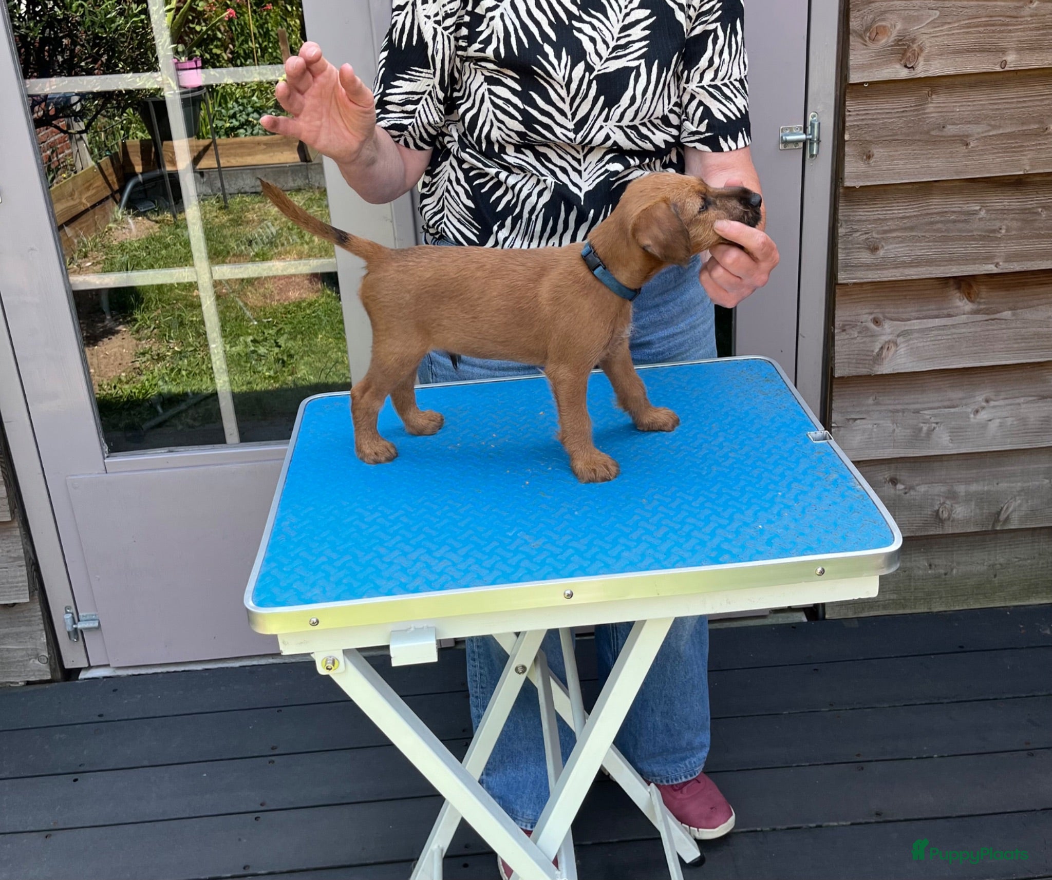 Ierse Terriër honden Pups Ierse Terriër met stamboom - Advertentie 2
