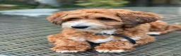 Maltipoo honden ter dekking: maltipoo sjefke  rood wit  - Advertentie 4