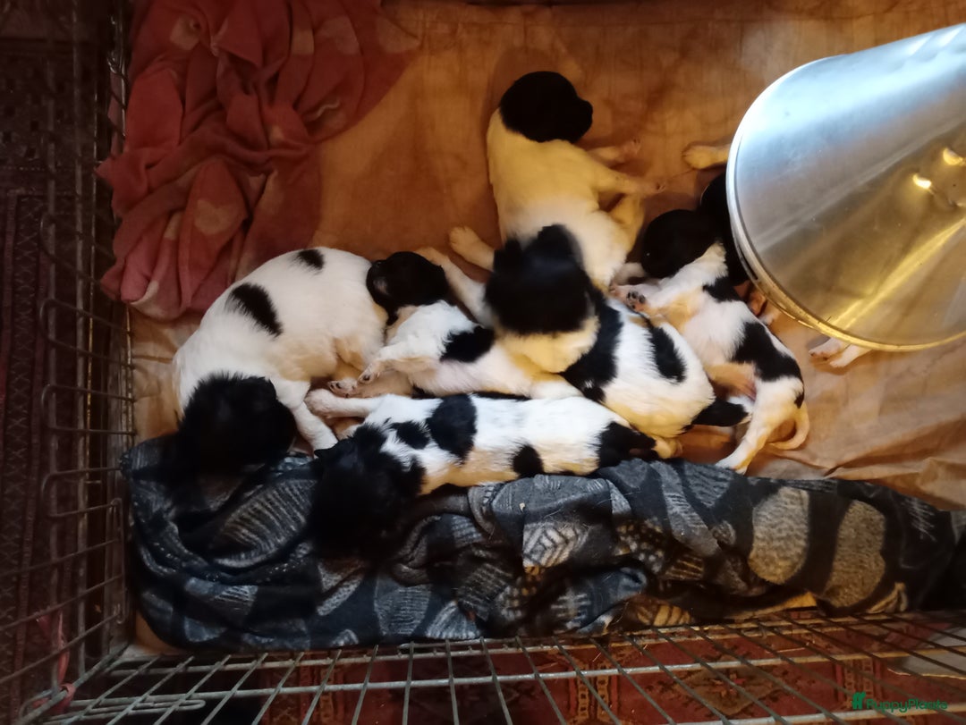 Friese Stabij honden te koop: Friese Stabij pups - Advertentie 1