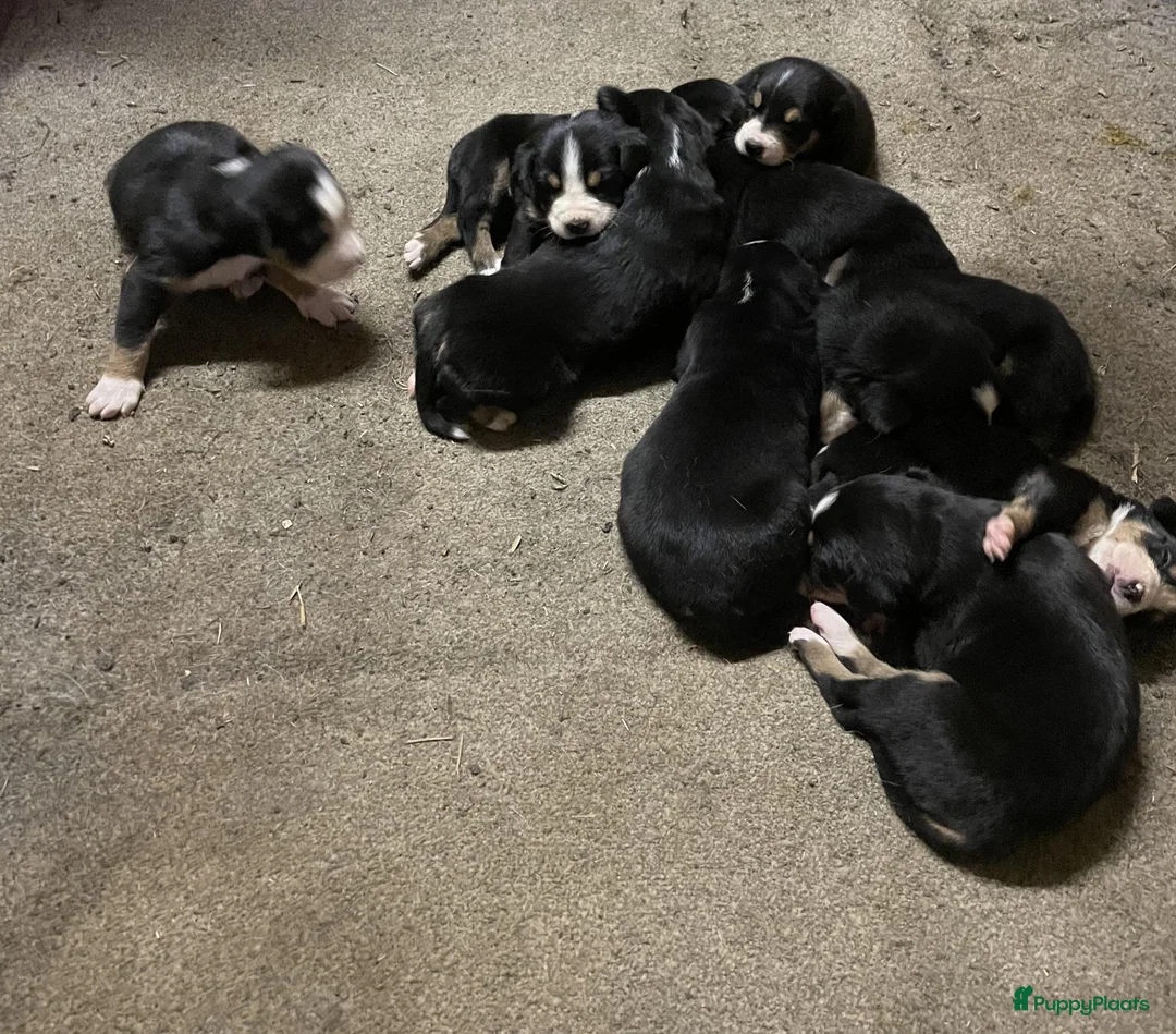 Grote Zwitserse Sennenhond honden te koop: Prachtige Grote Zwitserse Sennenhond pups  - Advertentie 2