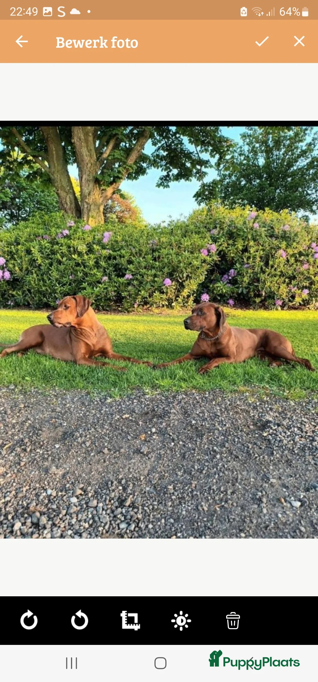 Rhodesian Ridgeback honden te koop: Rhodesian Ridgeback pups  - Advertentie 23