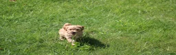 Maltipoo honden te koop: Leuke Maltipoo pups. - Advertentie 4
