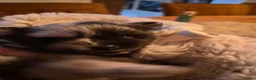 Pomeriaan honden te koop: Dwergkeesjes(pomeranian) - Advertentie 6