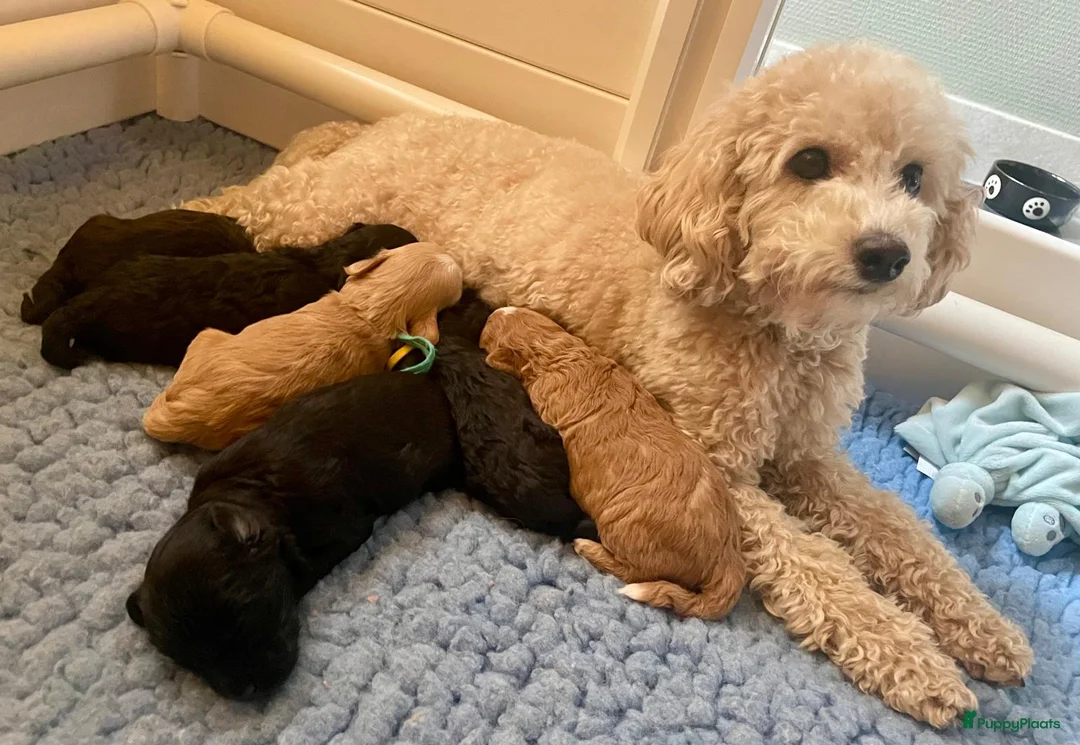 Maltipoo honden te koop: Prachtige Maltipoo pups (ouders getest)  in Voorthuizen - Advertentie 1