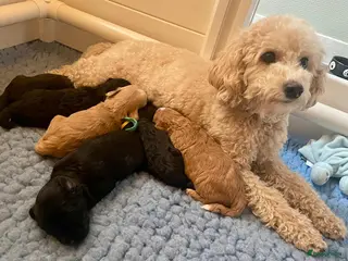Maltipoo honden Prachtige Maltipoo pups (ouders getest) - Advertentie 2