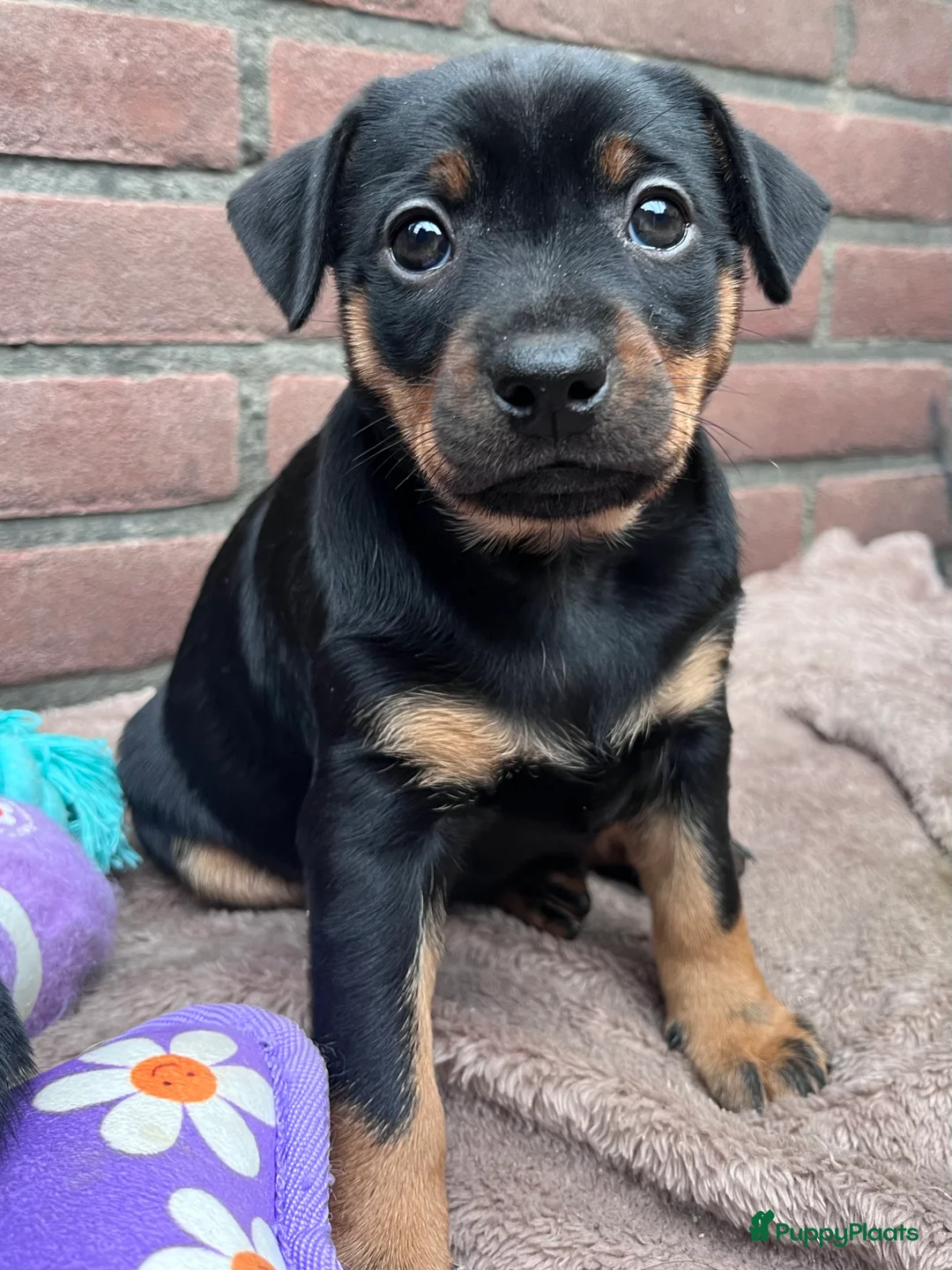 Kruising honden te koop: Carlin Pinscher Pups - Advertentie 25