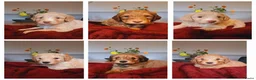 Kruising honden te koop: Labradoodle pups - Advertentie 2