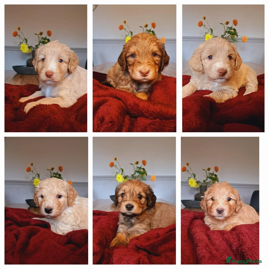 Kruising honden te koop: Labradoodle pups - Advertentie 2