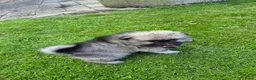 Keeshond honden te koop: Wolfschrauwe keeshond pup in Hooghalen - Advertentie 2