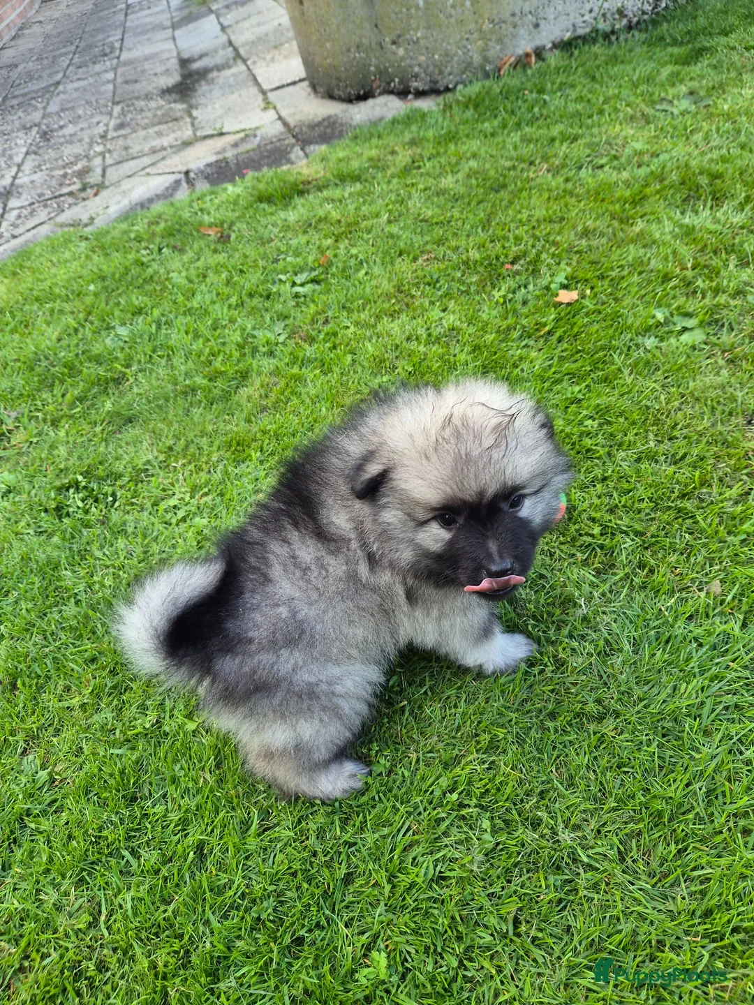 Keeshond honden te koop: Wolfschrauwe keeshond pup in Hooghalen - Advertentie 2