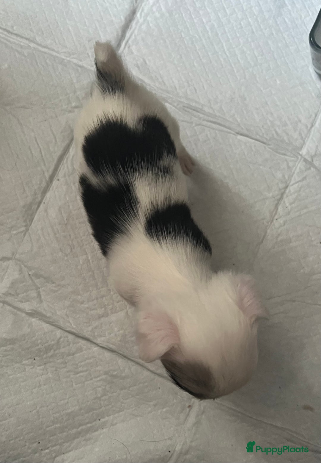 Chihuahua honden te koop: Mooie en lieve langhaar chihuahua. - Advertentie 3