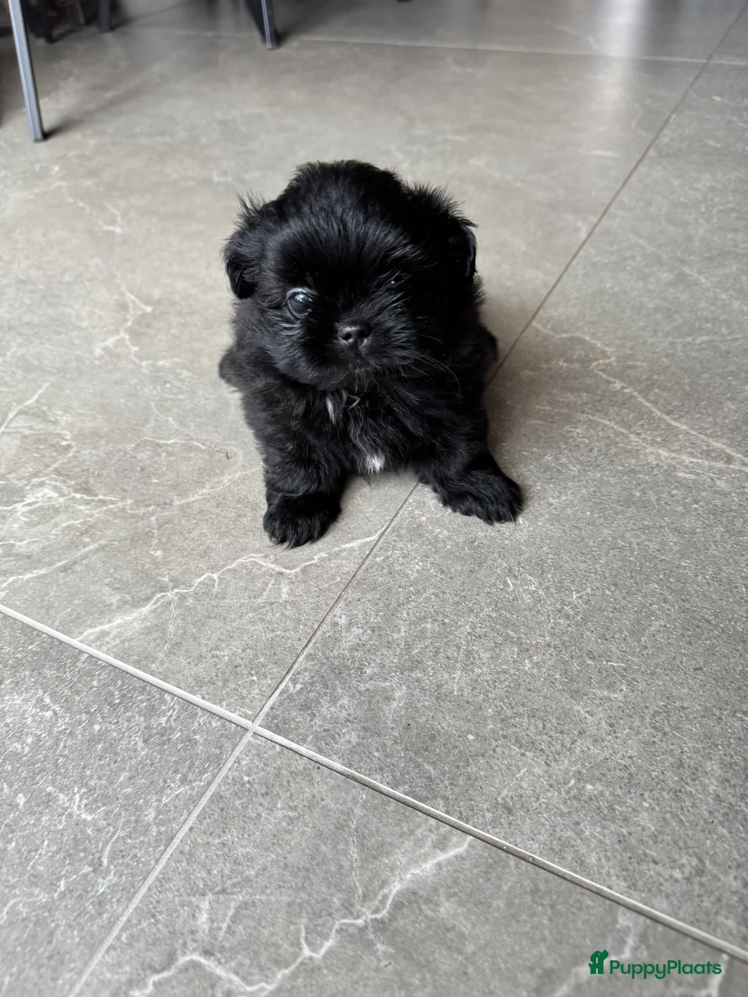 Kruising honden te koop: Mooie Shih tzu x pomeriaan pups in Zwolle - Advertentie 18