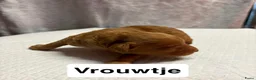 Goldendoodle honden te koop: Goldendoodles F1B - Advertentie 16
