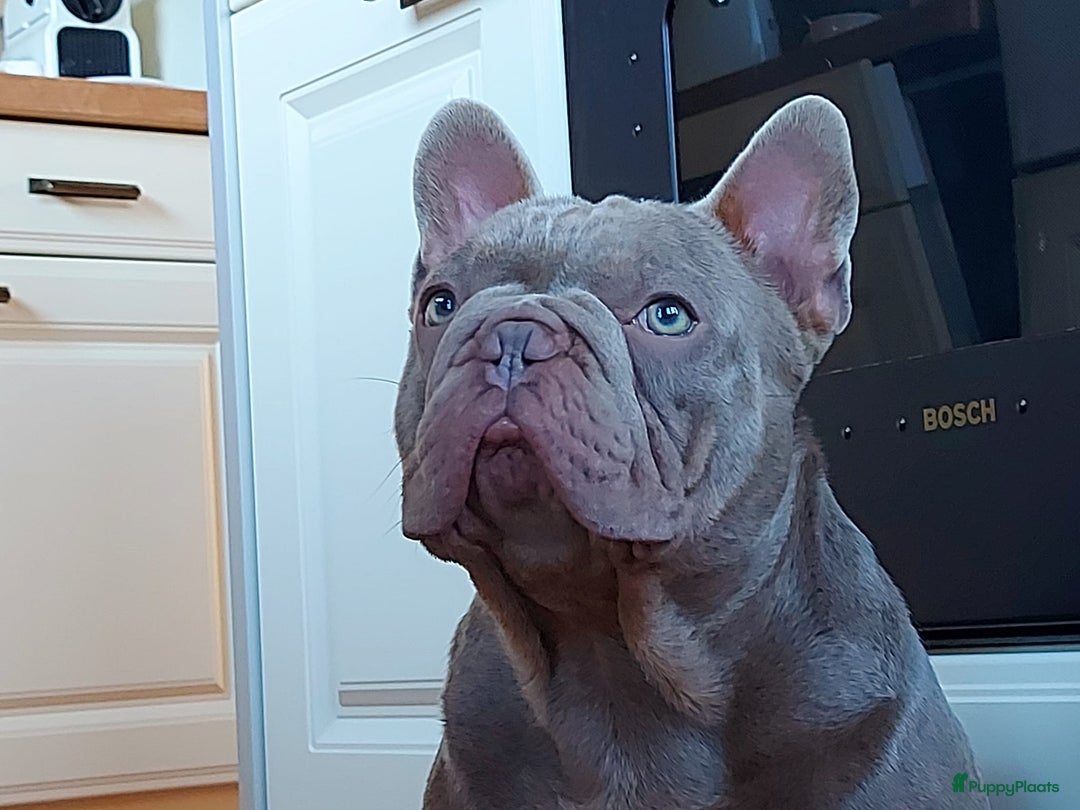 Franse Bulldog honden te koop: Prachtige Franse Bulldog pups met stamboom in Zoutleeuw - Afbeelding 23