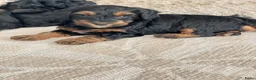 Kruising honden te koop: Maltipoo black & tan  een zwart met witte bles - Advertentie 8