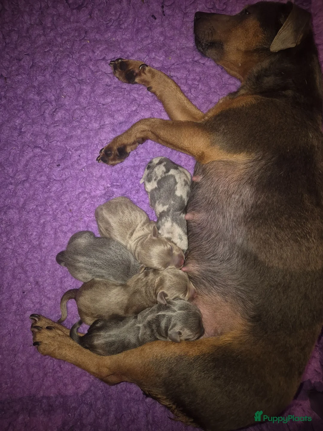 Jack Russel Terriër honden te koop: Mooie Jack Russelpups - Advertentie 1