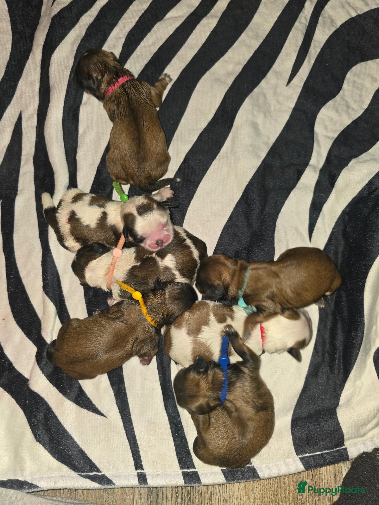 Kruising honden Net geboren, Boomer Pups 💙❤️(Shih-Tzu x Boomer) - Advertentie 9