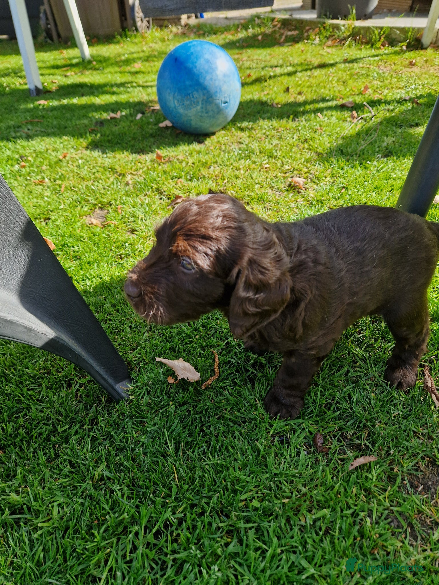 Labradoodle honden De aller leukste en liefste F1 Labradoodles  - Advertentie 3