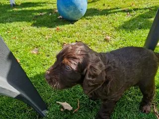 Labradoodle honden De aller leukste en liefste F1 Labradoodles - Advertentie 3