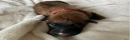 Catalaanse Herdershond honden te koop: 1e Baskische herder nestje van Nederland! - Advertentie 5