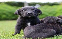 Labrador Retriever honden te koop: Labrador x Pointer pups te koop - Afbeelding 5
