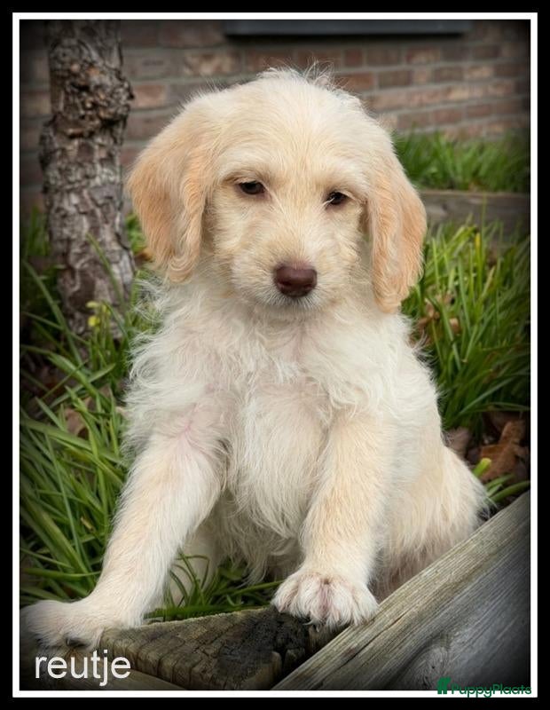 Kruising honden te koop: Boompoo F1b pups. Boomer x Poedel - Advertentie 1