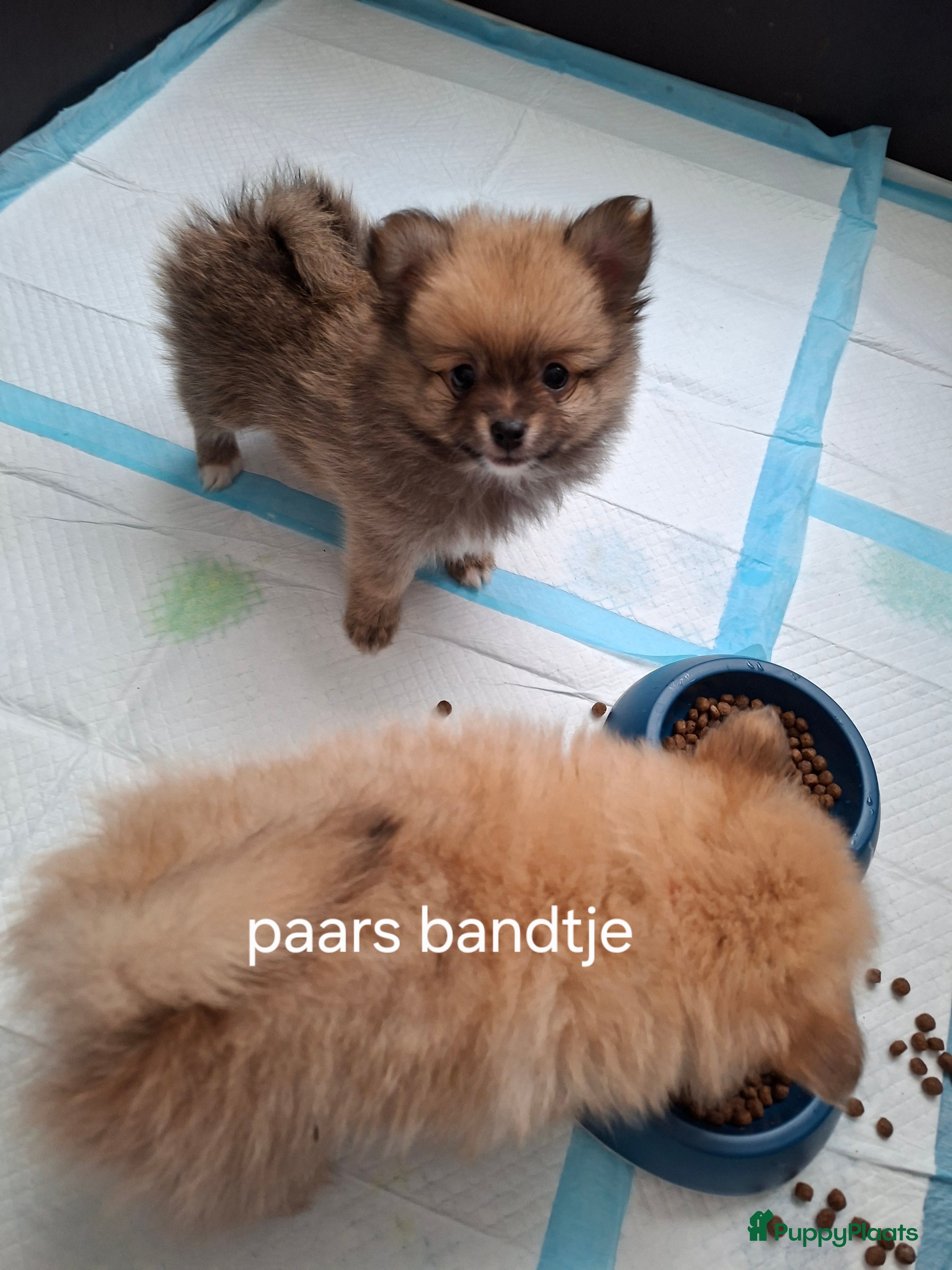Pomeriaan honden Mooie pomeriaan  - Advertentie 2