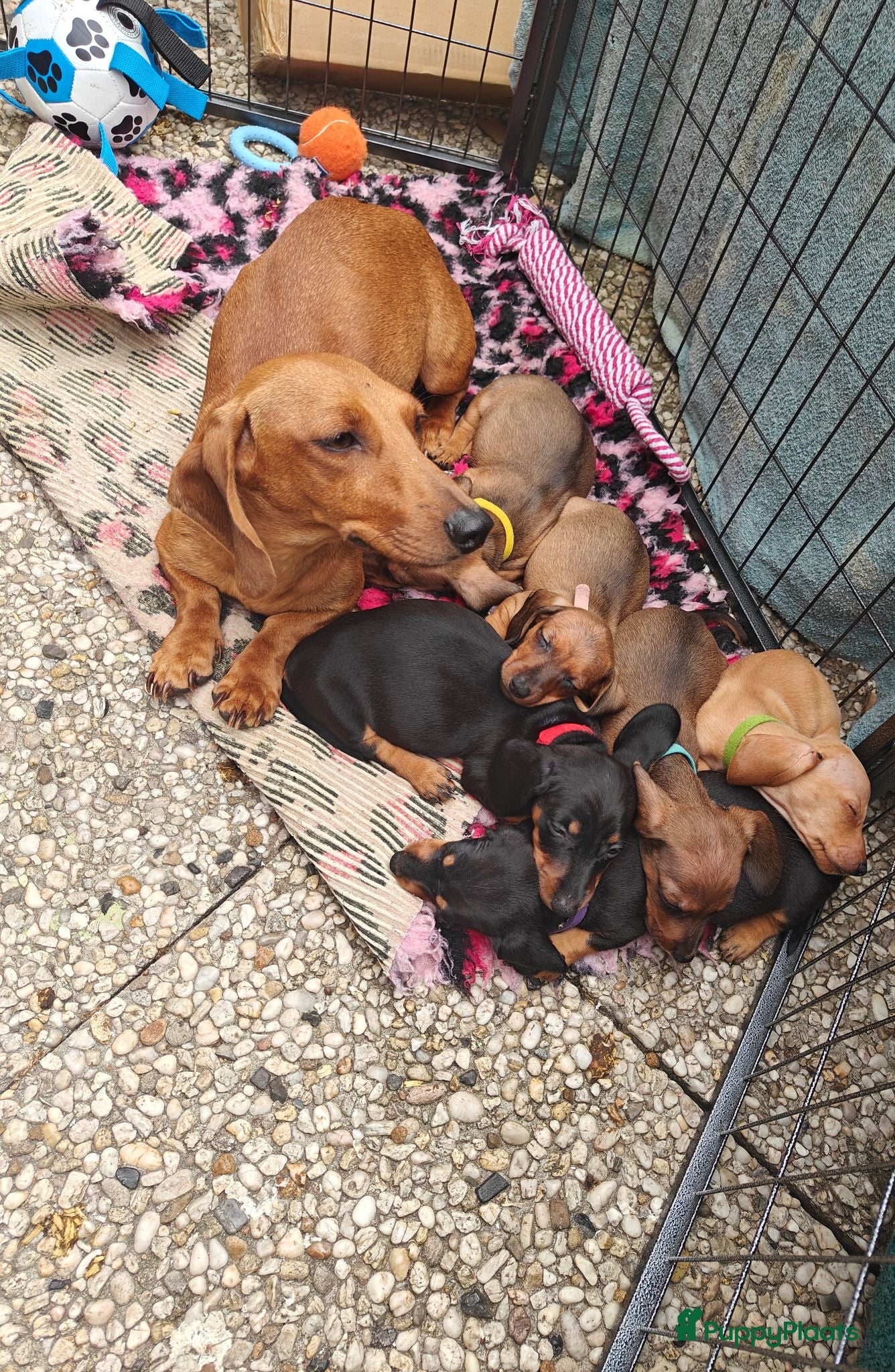 Teckel (korthaar)  honden Dwergteckel pups. Beide ouders aanwezig.  - Advertentie 2